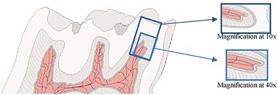 Industrial noise: A new stimulus for dental pulp aging? Qualitative and quantitative analysis in Wistar rat teeth–A pilot study